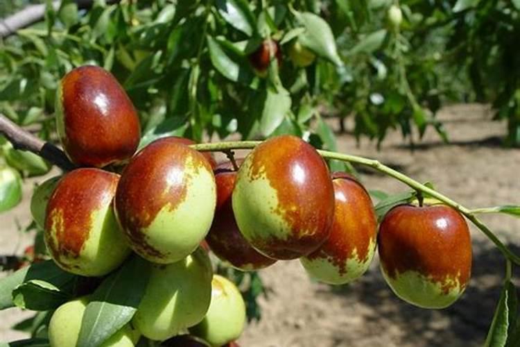 冬枣蕾黄落蕾怎么回事？