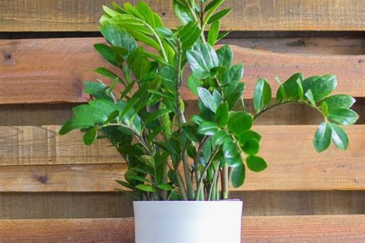 家里绿植施什么肥、室内最旺宅的植物