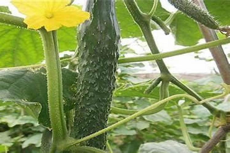 黄瓜施什么肥料最好 黄瓜的施肥