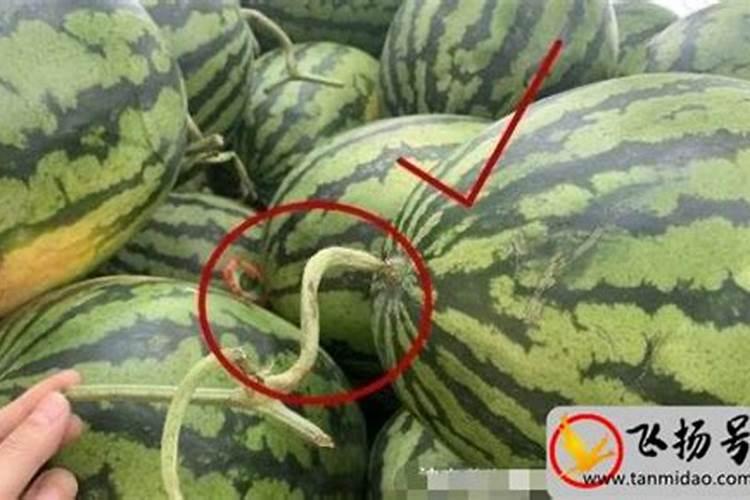 南瓜在结瓜时能施尿素吗？