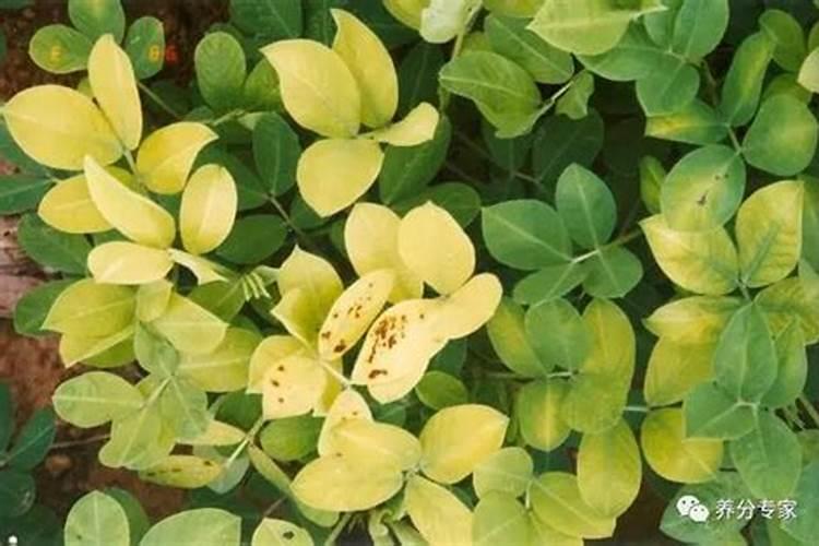 花生叶子发黄是怎么回事？该如何种植花生？