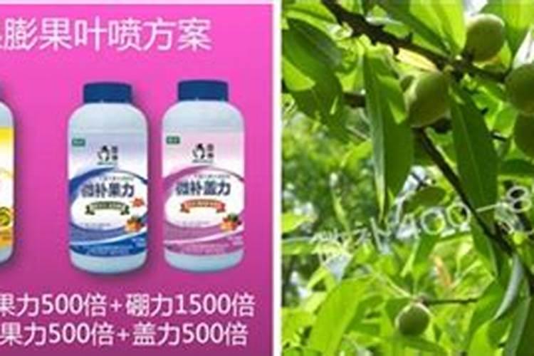 桃树怎么施肥 需要注意什么