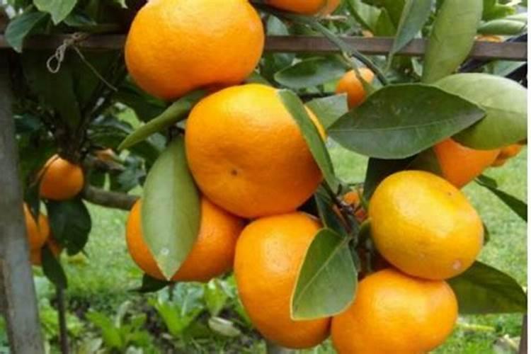 桔子树开花时怎样施肥保果