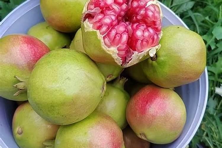 提高石榴产量怎么做