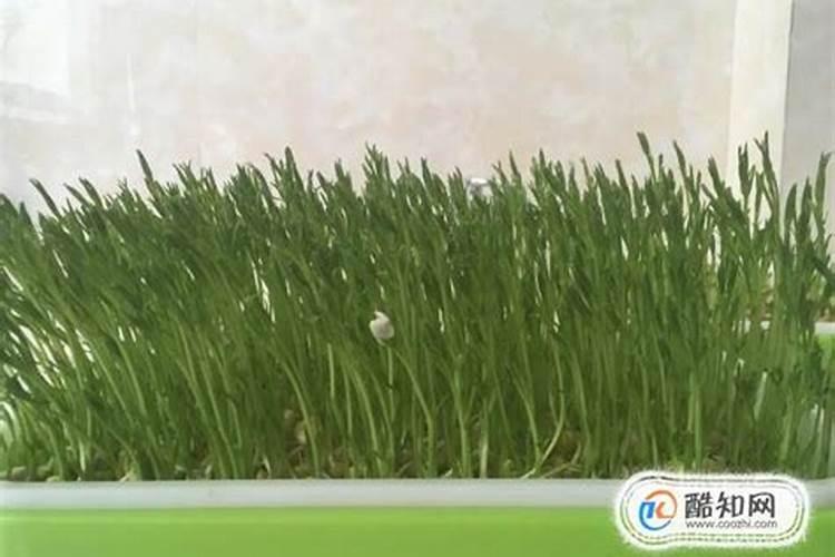 豆角什么时候施肥 豆角哪时候施肥比较好