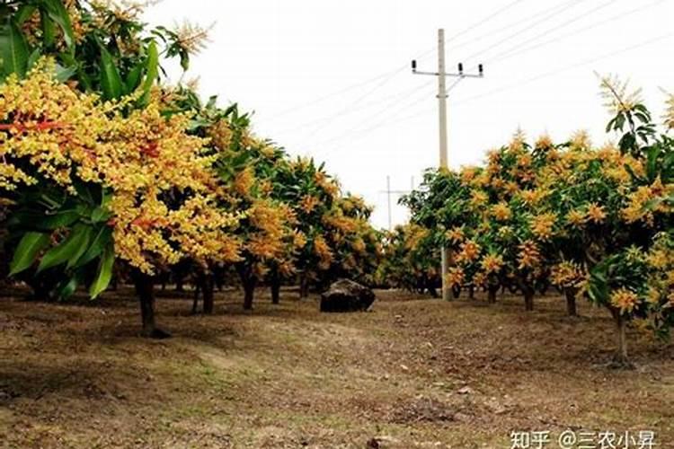 芒果花期喷什么叶面肥最好