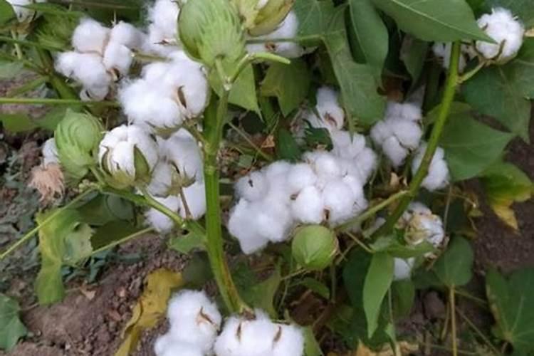 棉花后期需要什么肥料