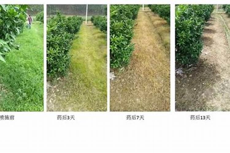 精草铵膦毛芋田除草会有药害吗？