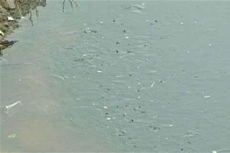 水产养殖氨氮高是什么原因造成的