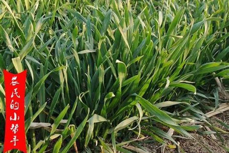 小麦返青期追肥,用什么肥料好