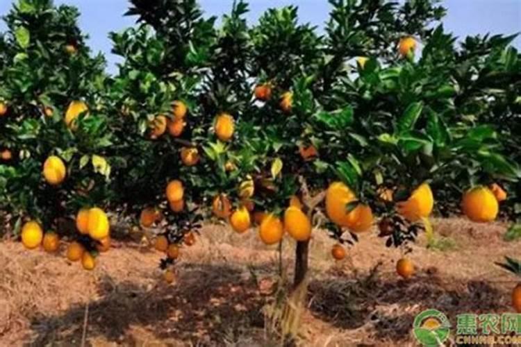 脐橙采果后,先清院还是先施肥呢？施肥要注意些什么呢？