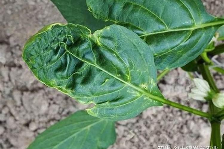 发现菜园的蔬菜卷叶,其原因和防治方法有哪些？