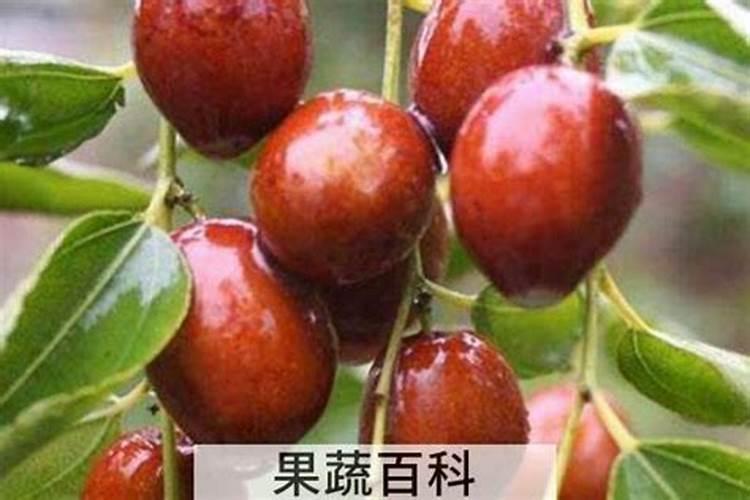无花果施什么肥好