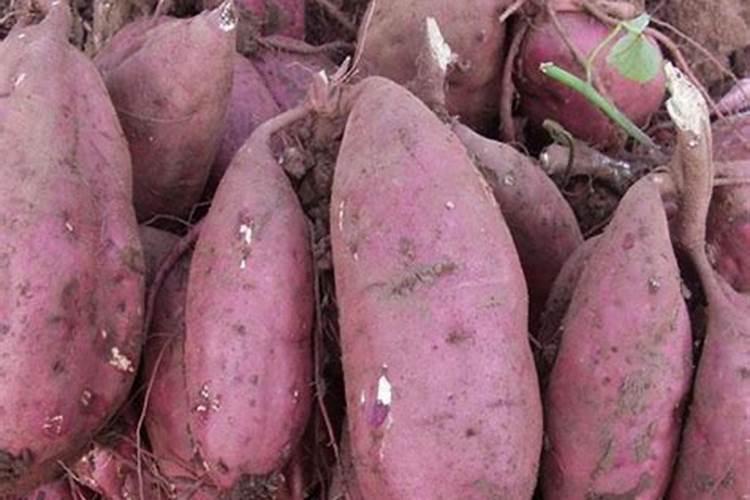 种地瓜用什么肥料好