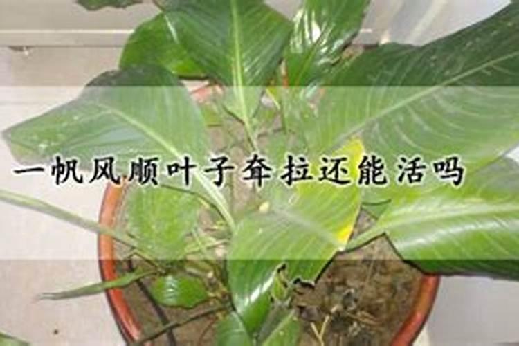 一帆风顺用什么肥料