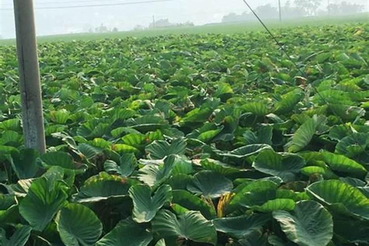 山芋的扦插方法 施入底肥保持营养丰富