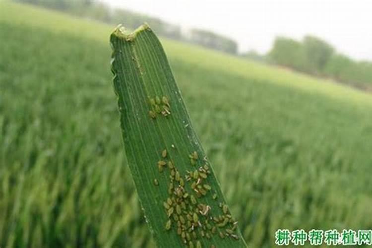 小麦黄了还用打药吗