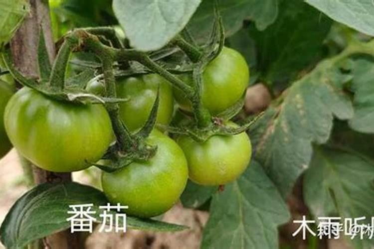 番茄怎么施肥