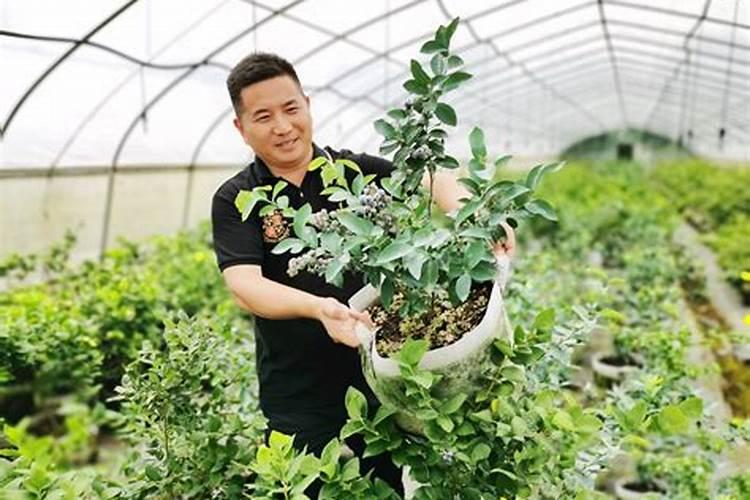 请问蓝莓用什么肥料最好
