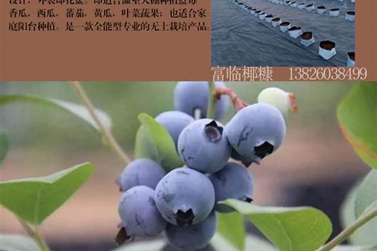 请问蓝莓用什么肥料最好