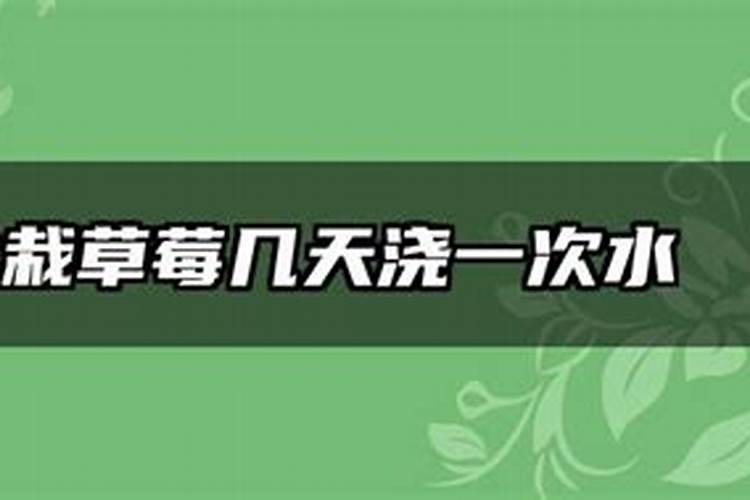 草莓苗什么时候施肥 草莓苗种植多久能施肥