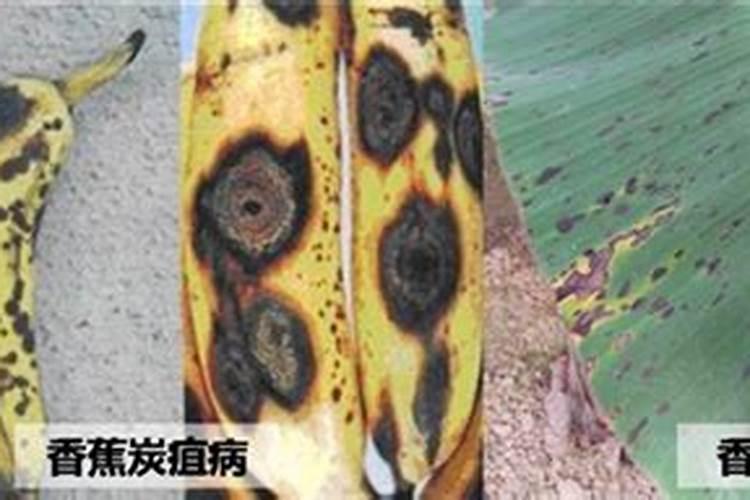香蕉小苗如何施肥