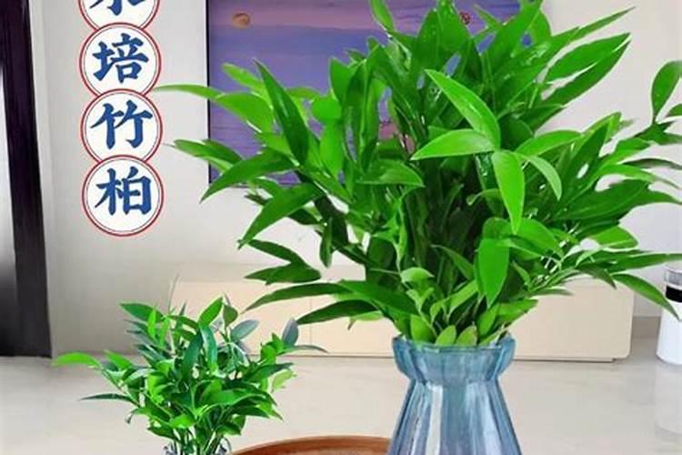 尿素适合什么花卉