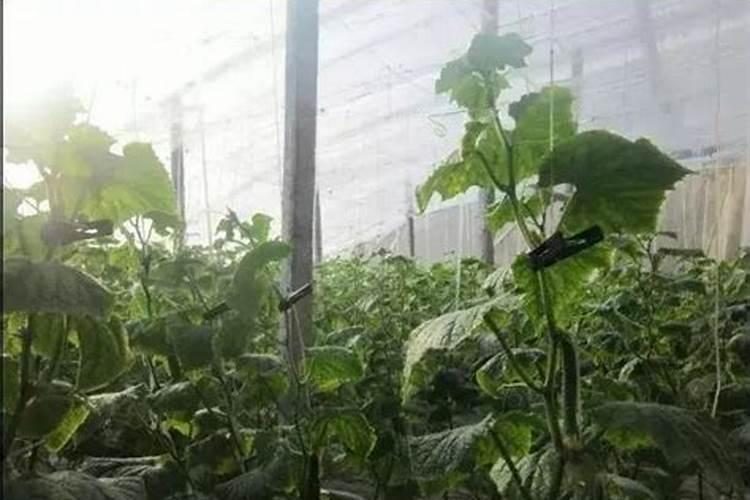 简述肥料与植物病害发生的关系？