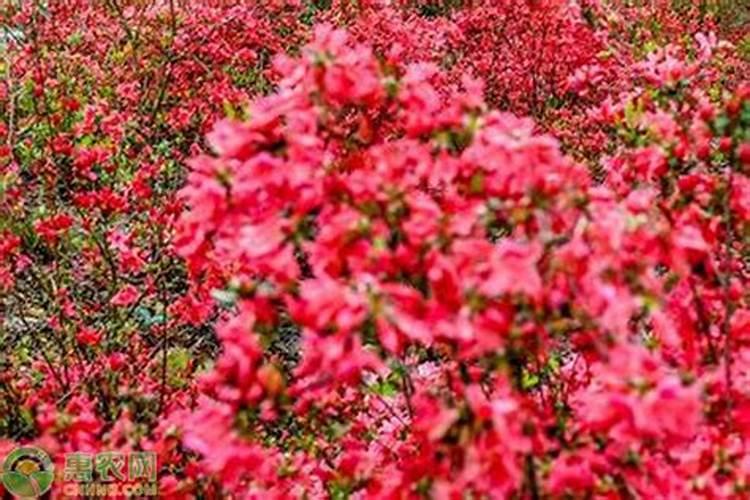 如何给花施磷肥