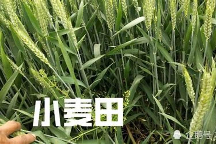 小麦浇水施肥方法