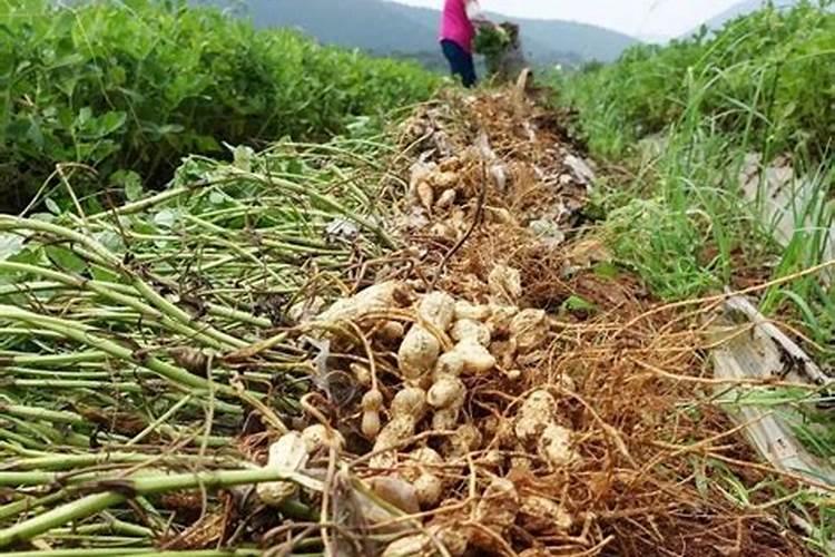花生用什么叶面肥好 附种植方法