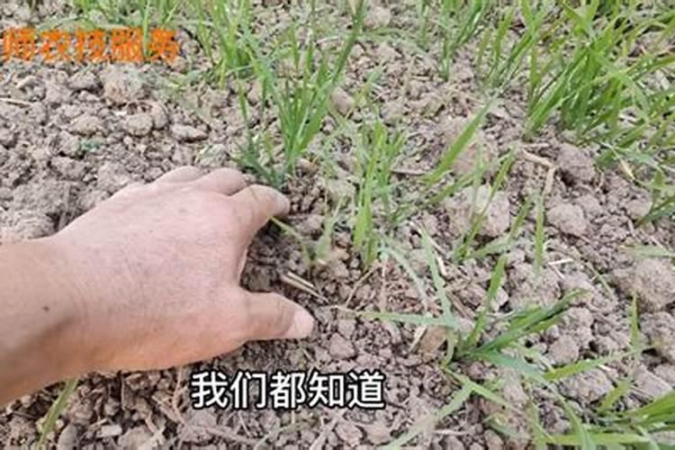 小麦打过叶面肥几天能打除草剂