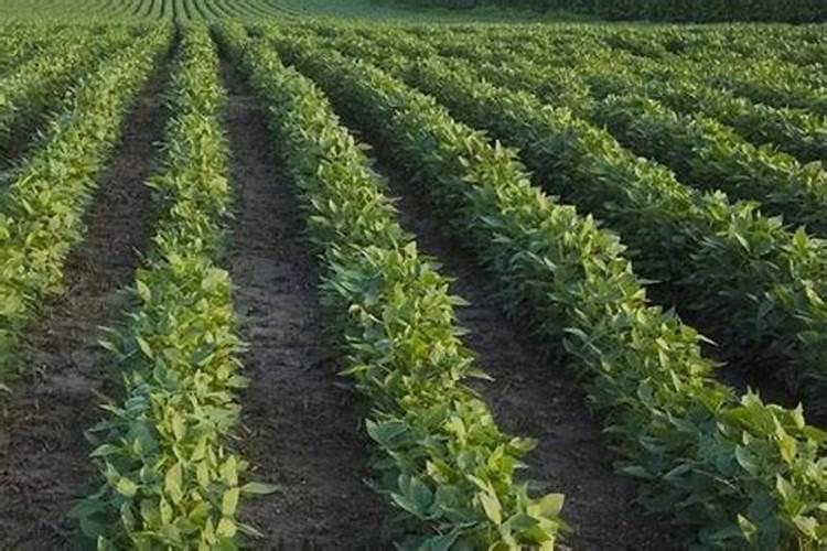 适量硼肥是每亩施多少斤硼肥