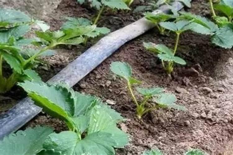 草莓需要哪种肥料