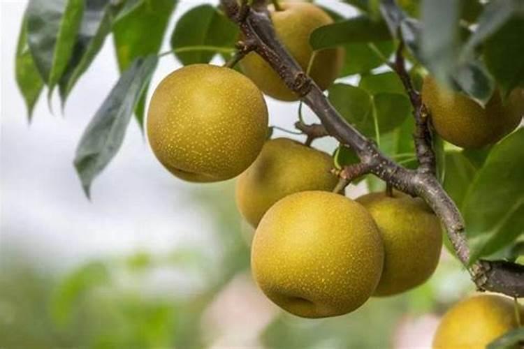 翠冠梨树什么时候上鸡粪最好？