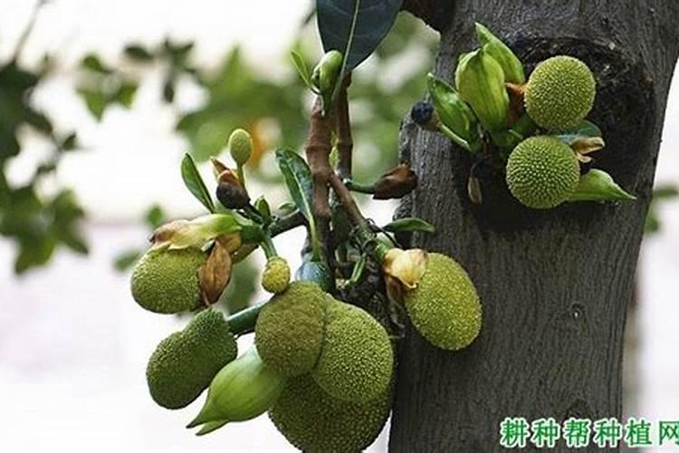 菠萝蜜腐烂病怎么冶