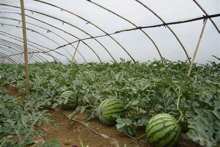 老师们,我想种大棚西瓜,不知道一亩地要施用多少肥料,上什么肥料好？
