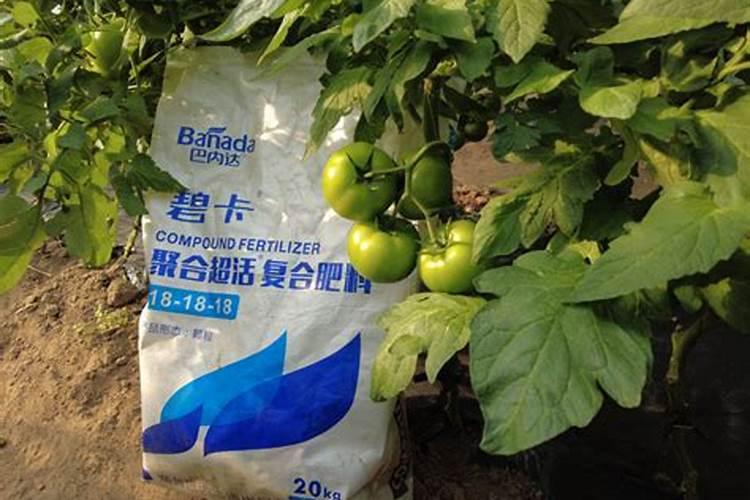 如何提高懒汉金银花扦插育苗成活率？
