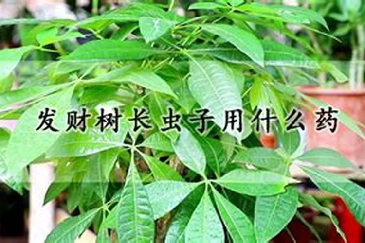 发财树浇什么肥料可枝叶旺盛
