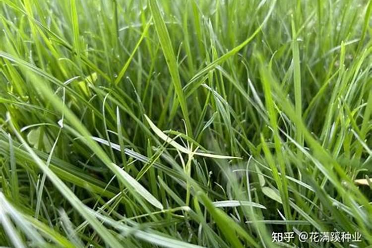 大草坪施复合肥用量规定
