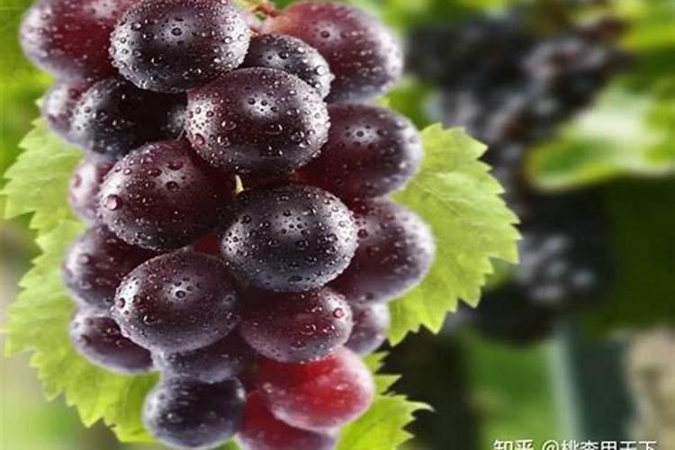 葡萄树施什么肥好