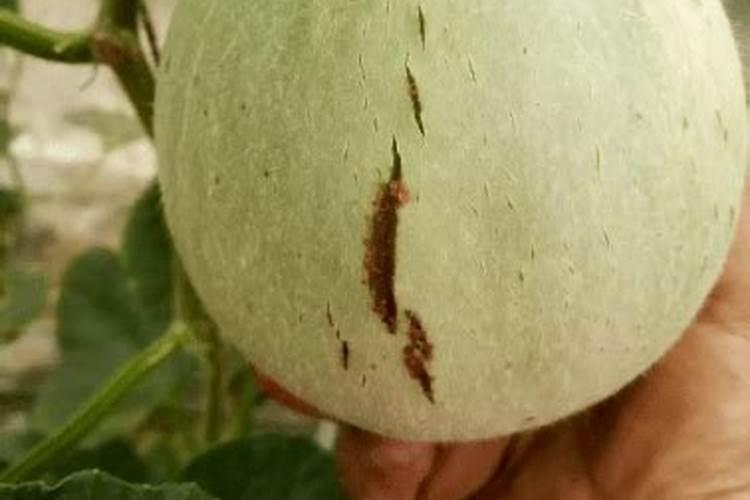 湖北地区,中熟蜜桔即将转色,能不能喷,磷酸二氢,安仙子,