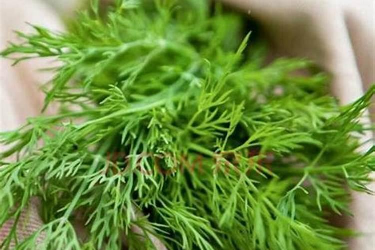 请问小茴香啥时候种