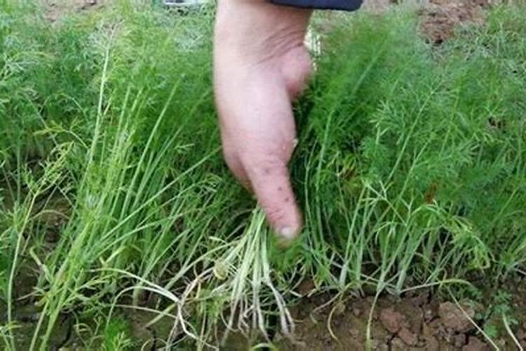 小茴香的种植方法和时间