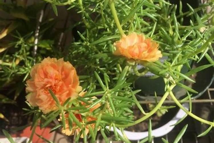 太阳花的养殖方法和注意事项