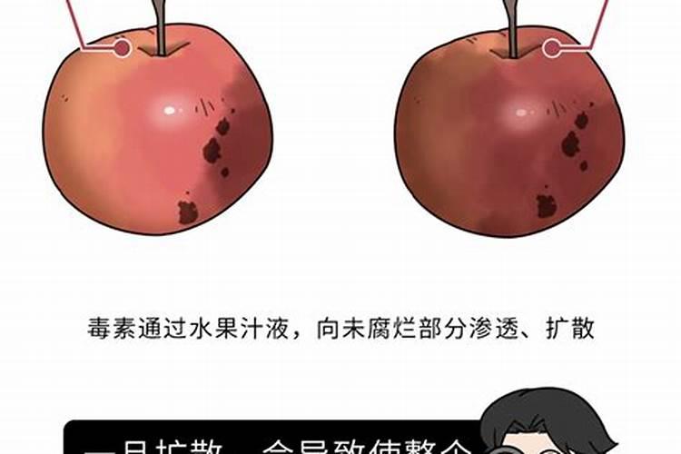 西红柿烂果是怎么回事