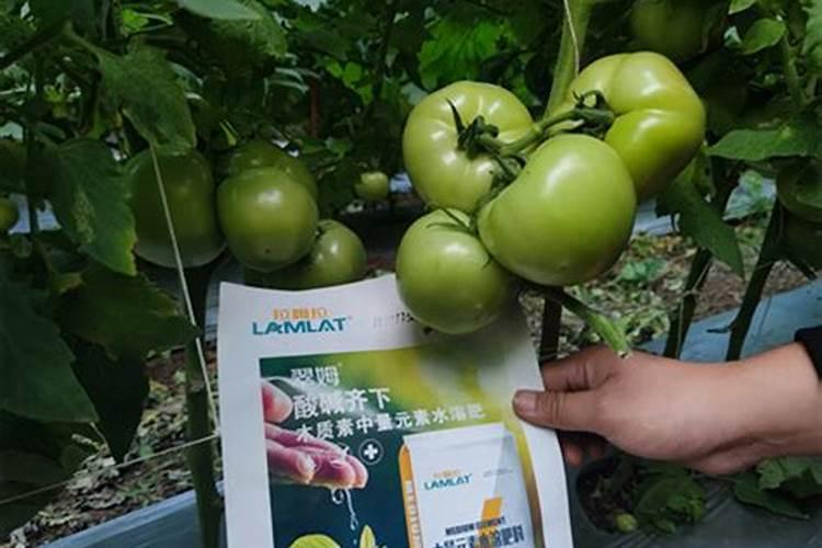 大蒜中了除草剂药害已经蒜叶发黄白,干枯怎么救？谢谢