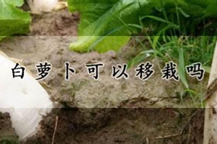 白萝卜种植时间和方法
