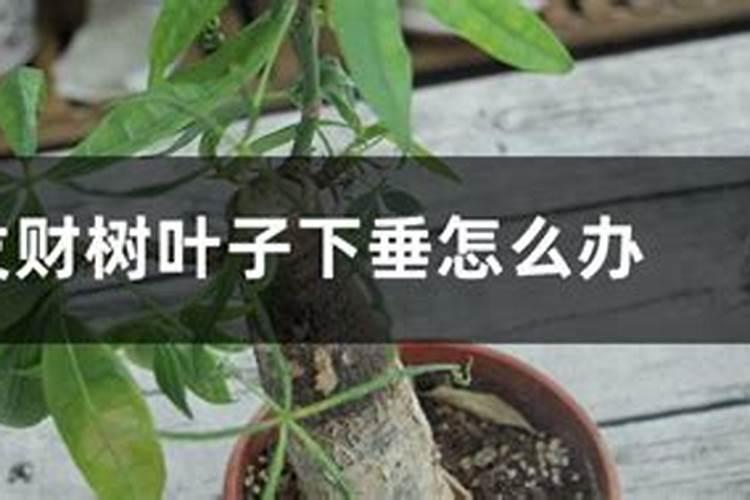 请问老师叶子往下耷拉怎么回事