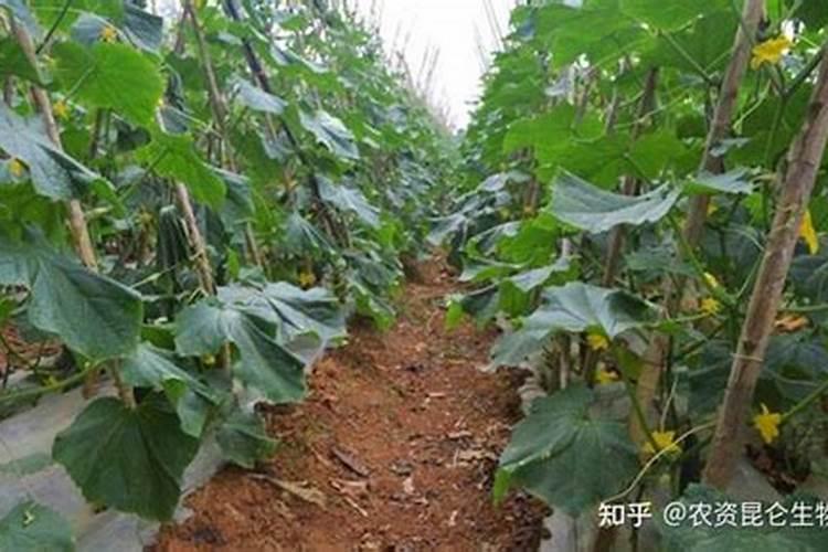 黄瓜追肥用什么肥料为宜